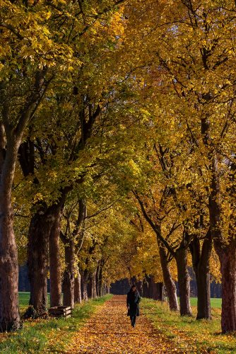 Allee im Siebengebirge