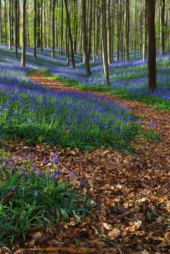 Hallerbos (Belgien)