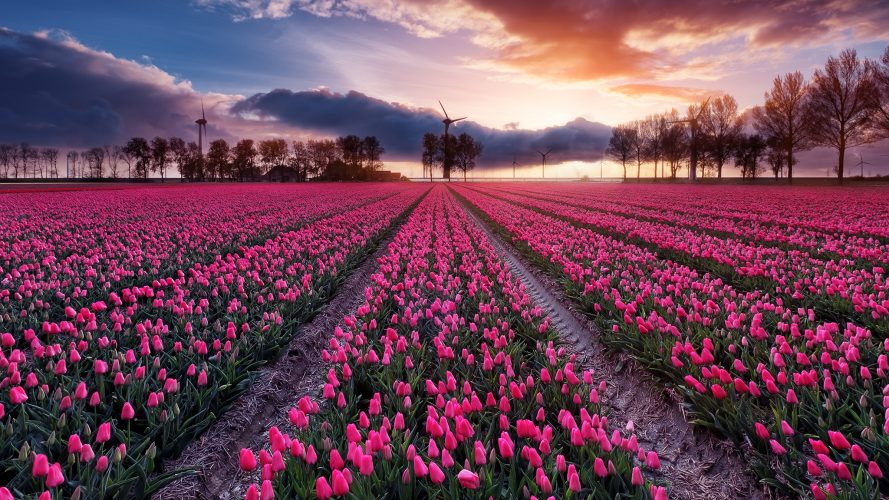 Tulpenfeld Niederlande